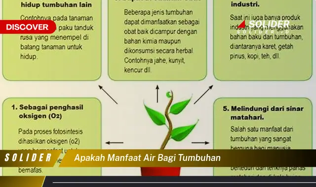 apakah manfaat air bagi tumbuhan