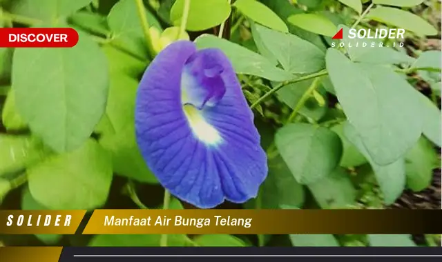 manfaat air bunga telang