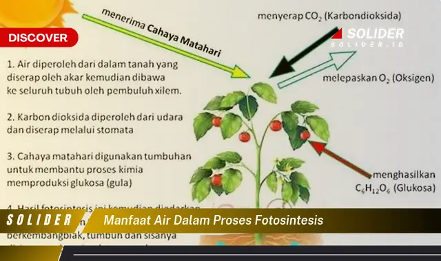 manfaat air dalam proses fotosintesis