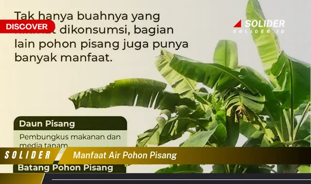 manfaat air pohon pisang