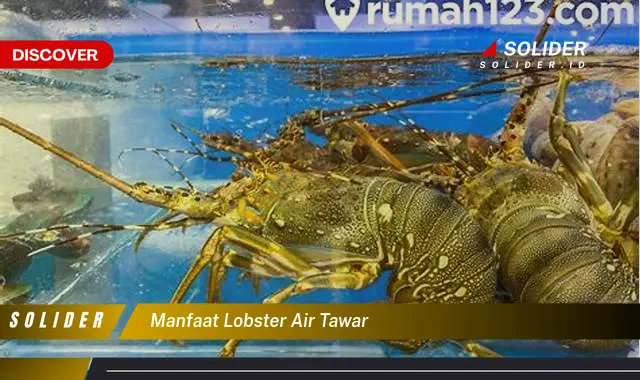 manfaat lobster air tawar