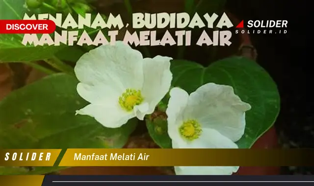 manfaat melati air