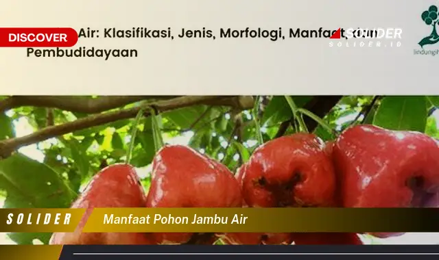 manfaat pohon jambu air