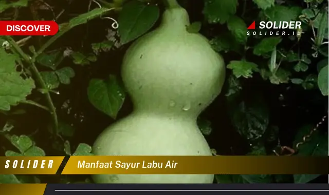 manfaat sayur labu air