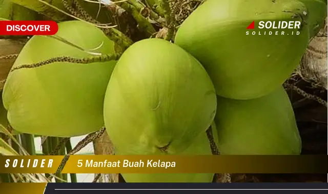 5 manfaat buah kelapa