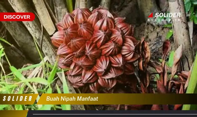 buah nipah manfaat