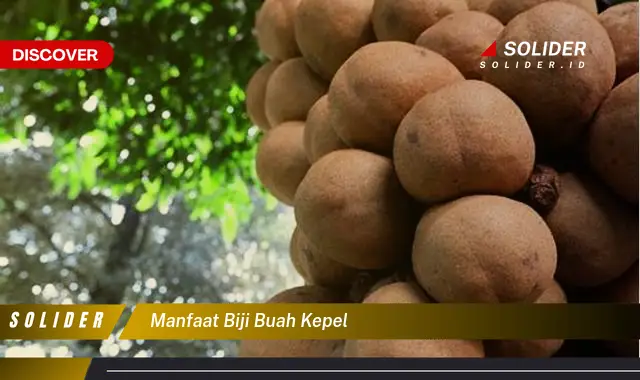 manfaat biji buah kepel