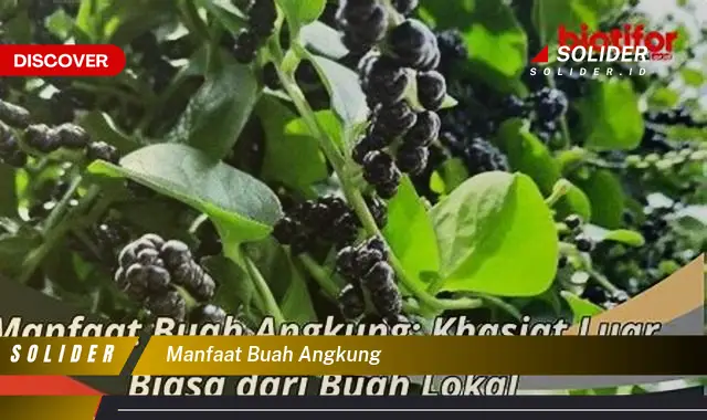 manfaat buah angkung