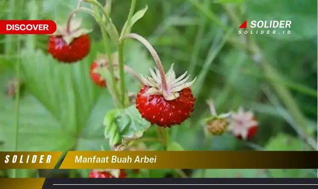 manfaat buah arbei