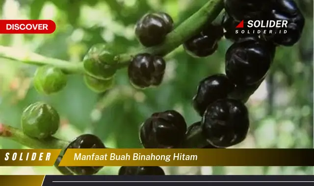 manfaat buah binahong hitam