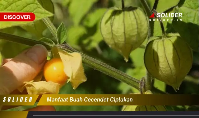 manfaat buah cecendet ciplukan