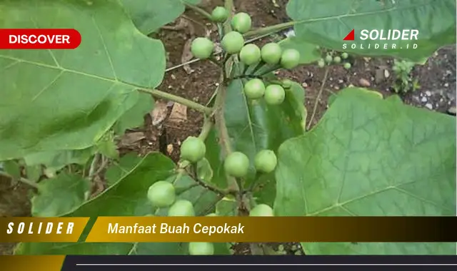 manfaat buah cepokak