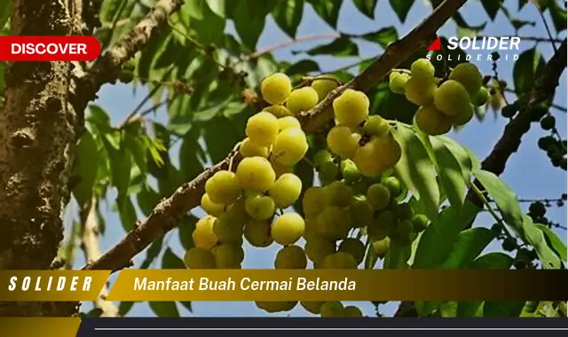 manfaat buah cermai belanda