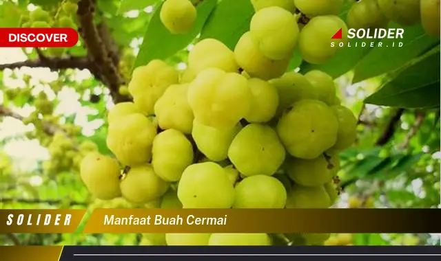 manfaat buah cermai