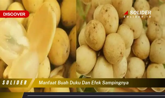 manfaat buah duku dan efek sampingnya