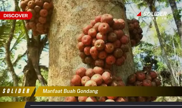 manfaat buah gondang