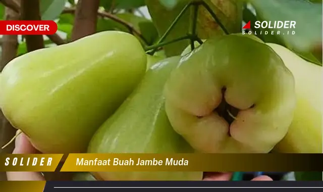 manfaat buah jambe muda