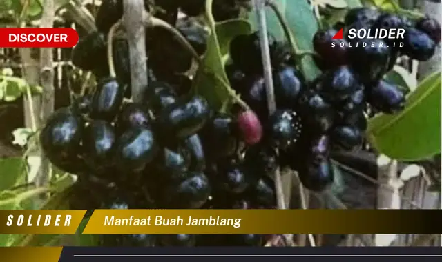 manfaat buah jamblang