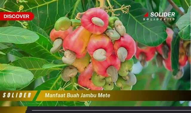 manfaat buah jambu mete