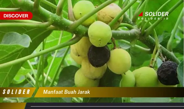 manfaat buah jarak