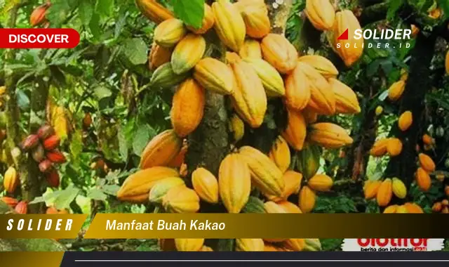 manfaat buah kakao