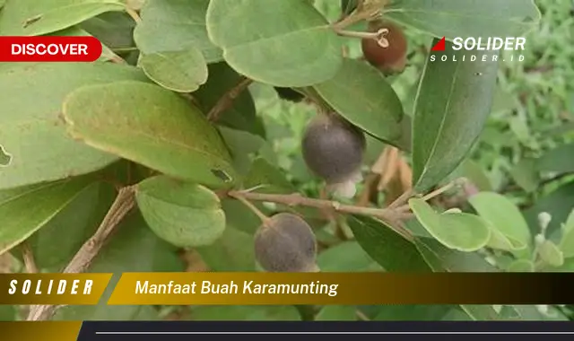 manfaat buah karamunting