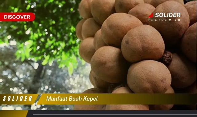 manfaat buah kepel