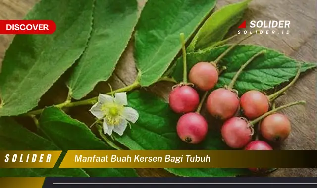 manfaat buah kersen bagi tubuh