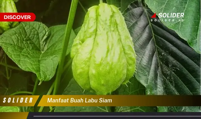 manfaat buah labu siam