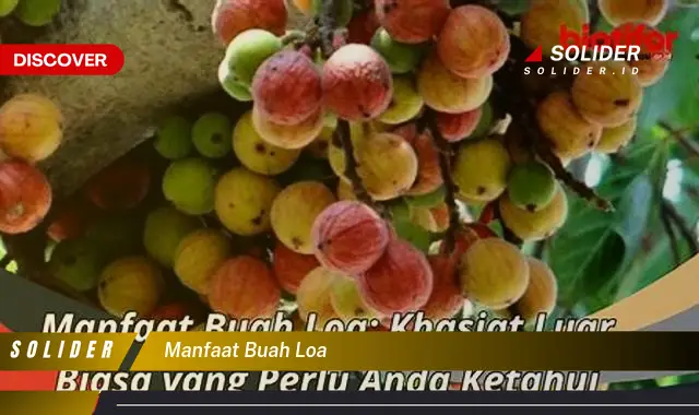 manfaat buah loa