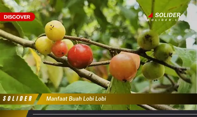 manfaat buah lobi lobi