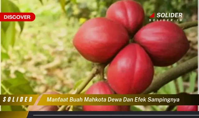 manfaat buah mahkota dewa dan efek sampingnya