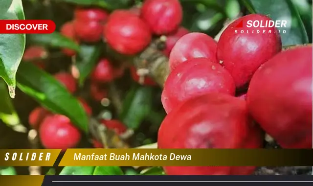 manfaat buah mahkota dewa