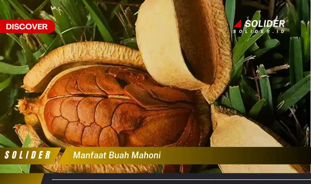 manfaat buah mahoni