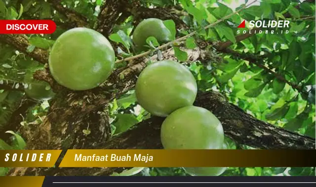 manfaat buah maja