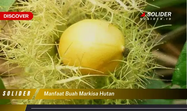 manfaat buah markisa hutan