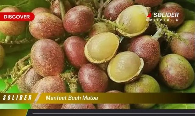 manfaat buah matoa