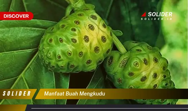 manfaat buah mengkudu