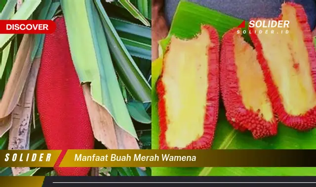 manfaat buah merah wamena