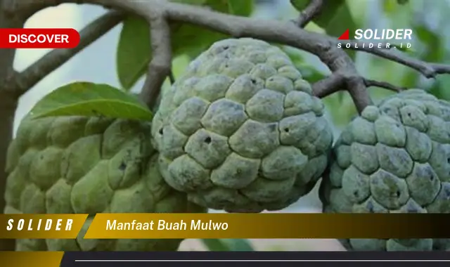 manfaat buah mulwo