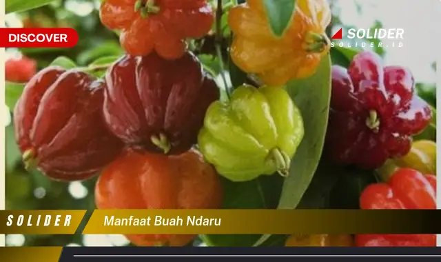 manfaat buah ndaru