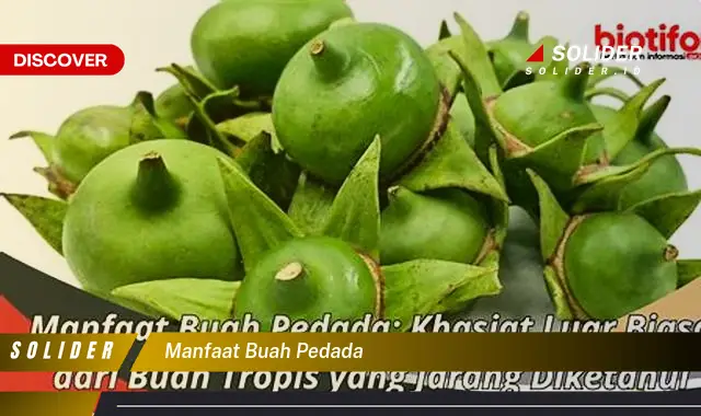 manfaat buah pedada