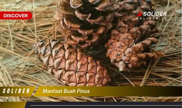 manfaat buah pinus