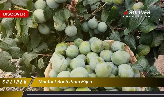 manfaat buah plum hijau