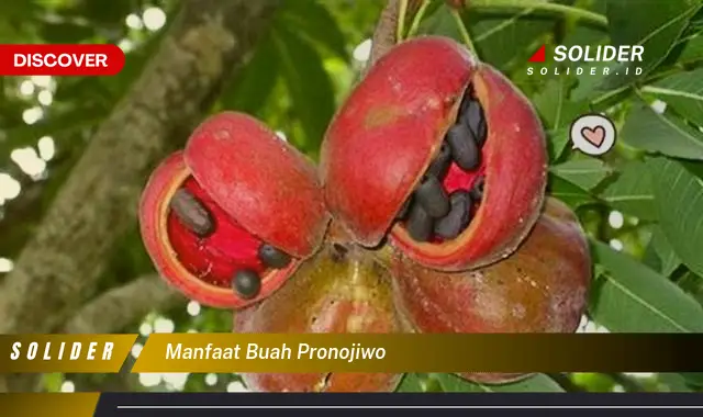 manfaat buah pronojiwo