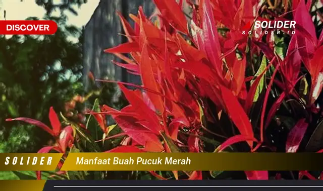 manfaat buah pucuk merah