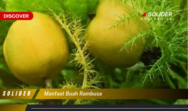 manfaat buah rambusa