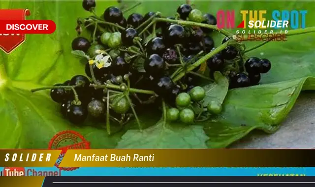 manfaat buah ranti