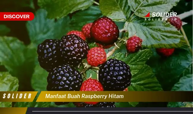 manfaat buah raspberry hitam