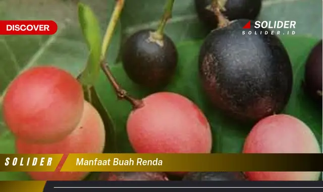 manfaat buah renda